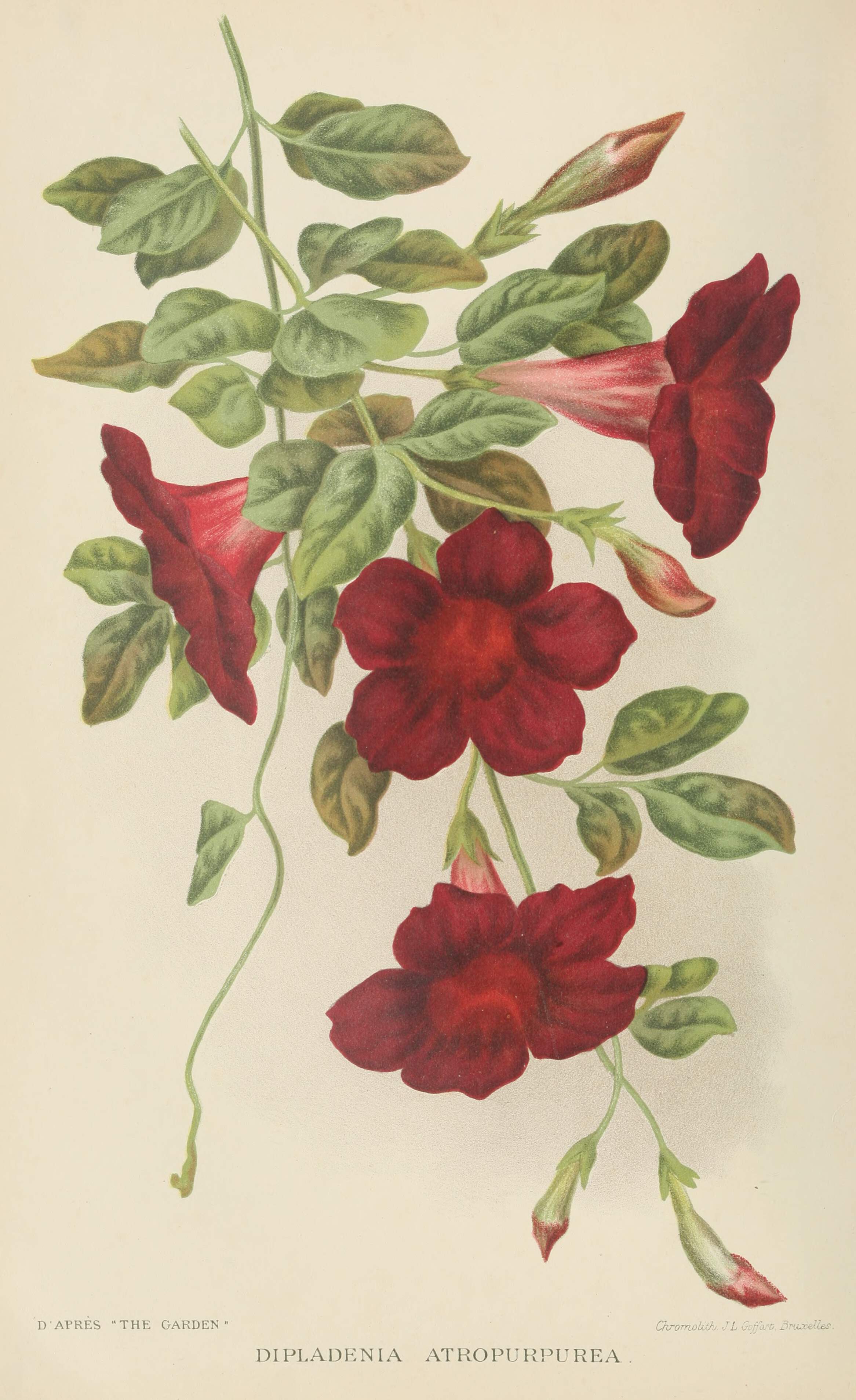 Mandevilla atroviolacea | Old Book Illustrations