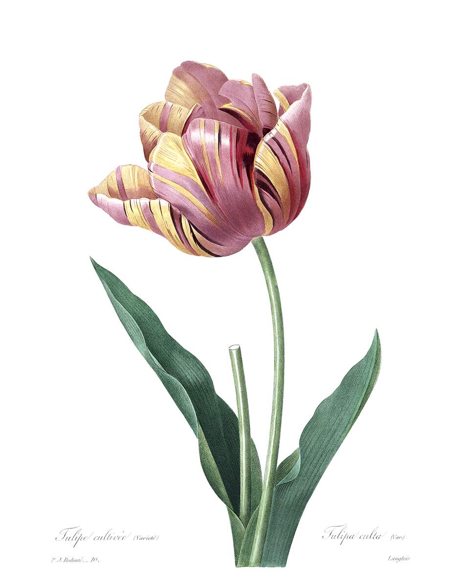 Cultivated Tulip | Old Book Illustrations