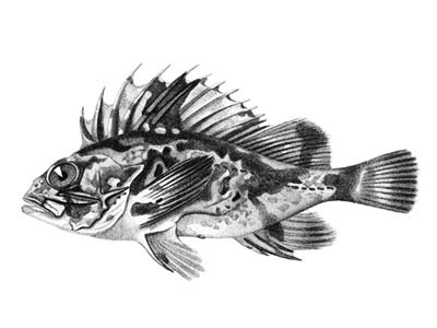South Australian cobbler, an estuarine fish in the family Tetrarogidae