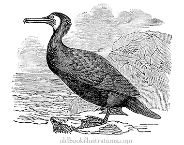 Cormorant