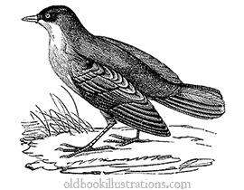 White-throated dipper