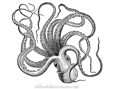 Common octopus