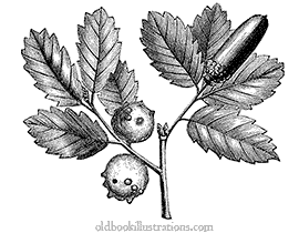Oak gall