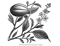 Croton tiglium