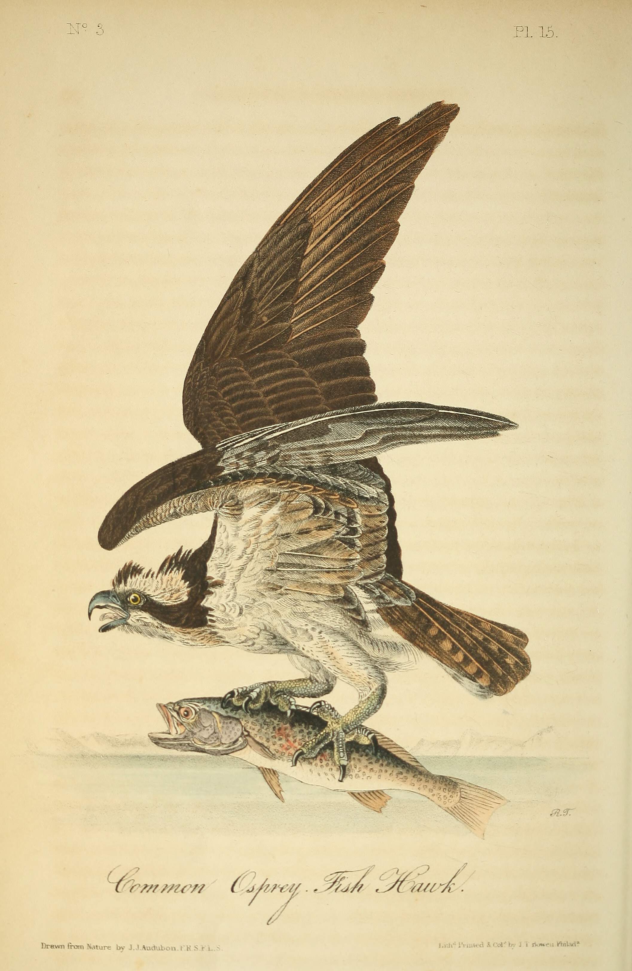 Osprey – Old Book Illustrations