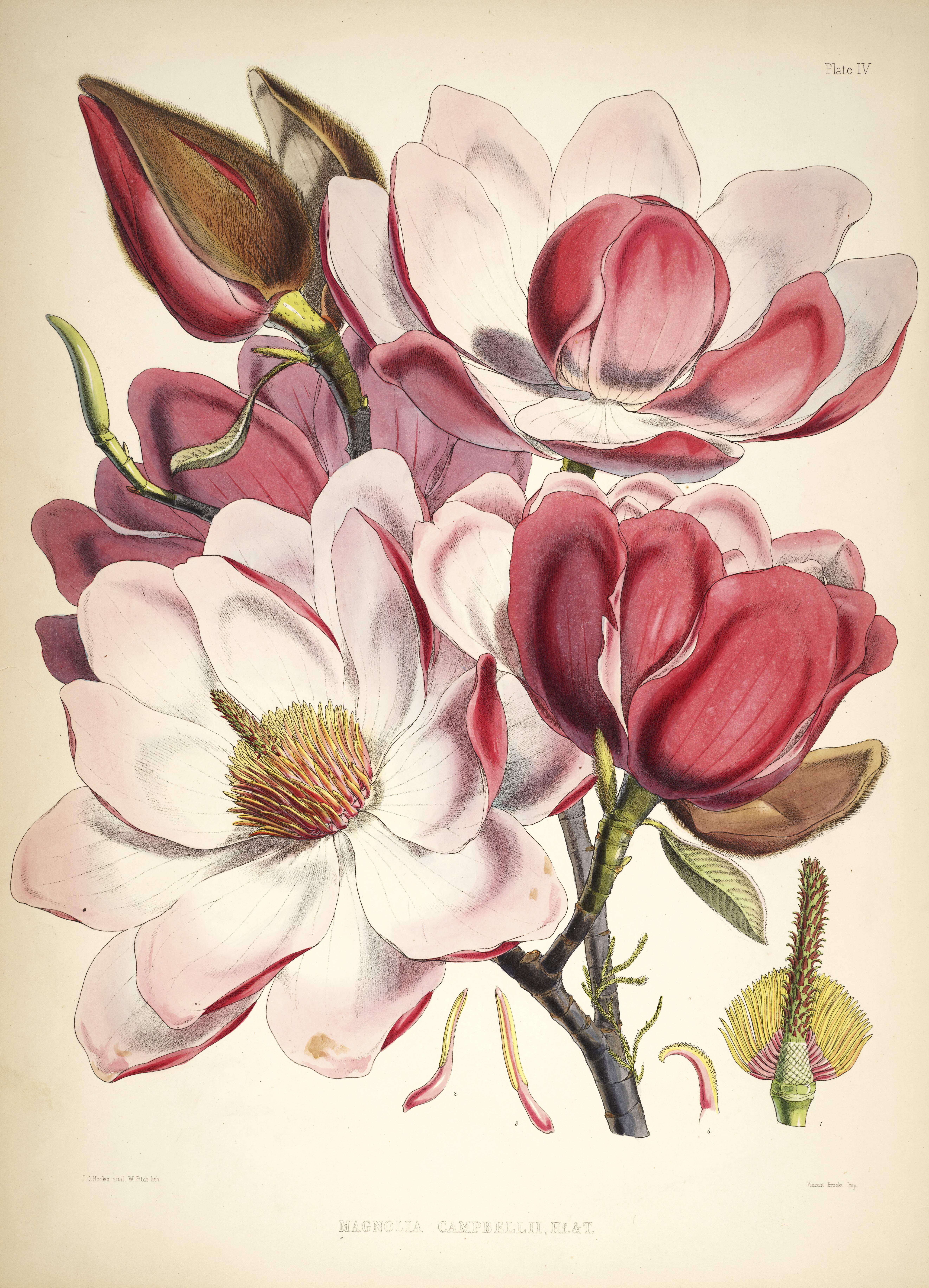 Magnolia campbellii – Old Book Illustrations