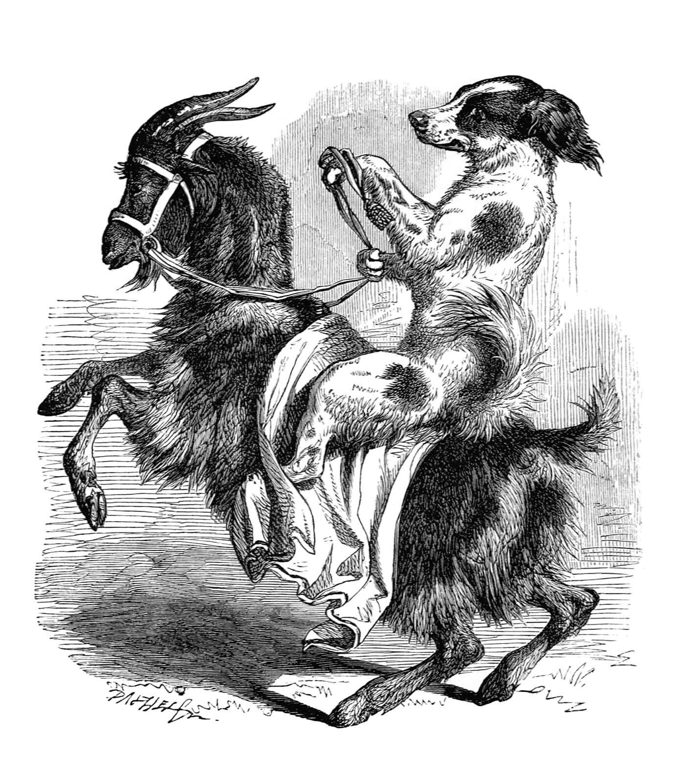 He Was Riding a Goat – Old Book Illustrations