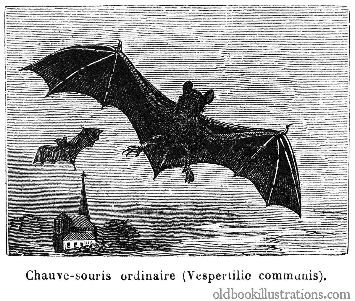 Bat Old Book Illustrations
