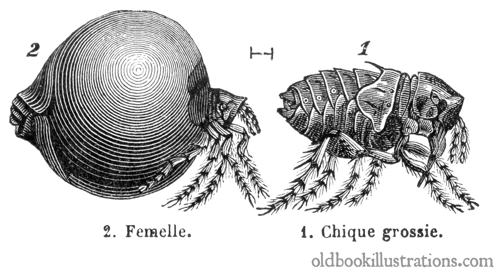Chigoe Flea Old Book Illustrations
