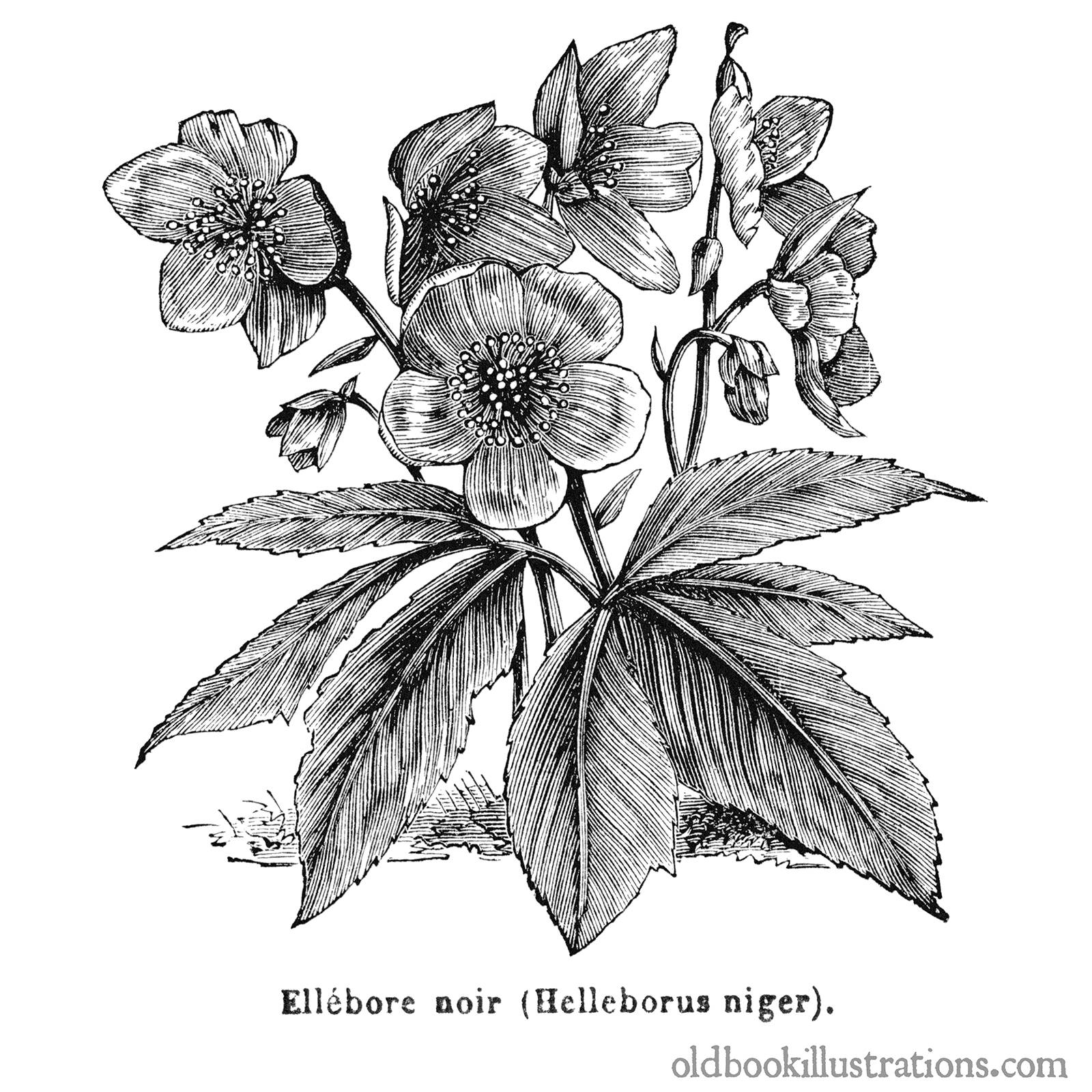 Christmas Rose – Old Book Illustrations