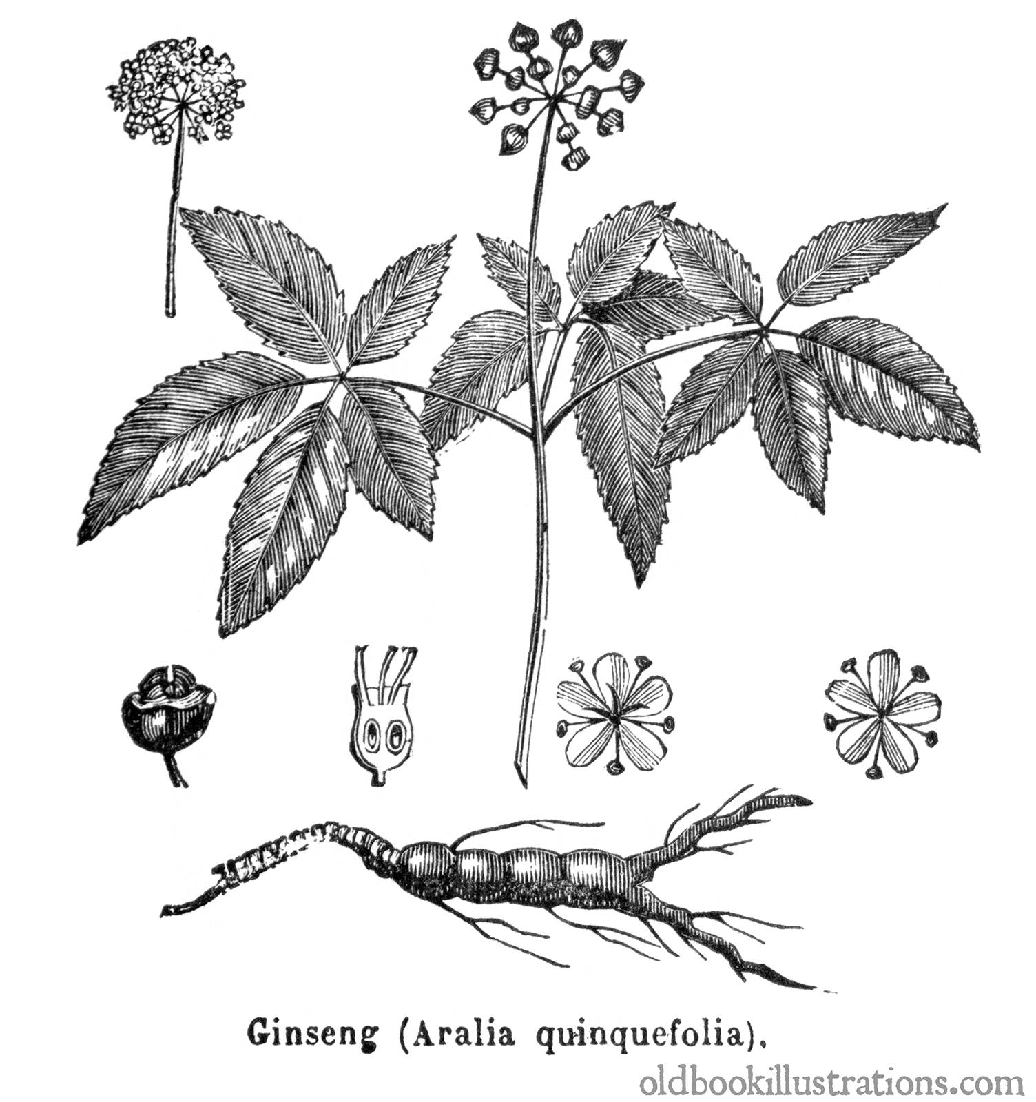 American Ginseng Old Book Illustrations