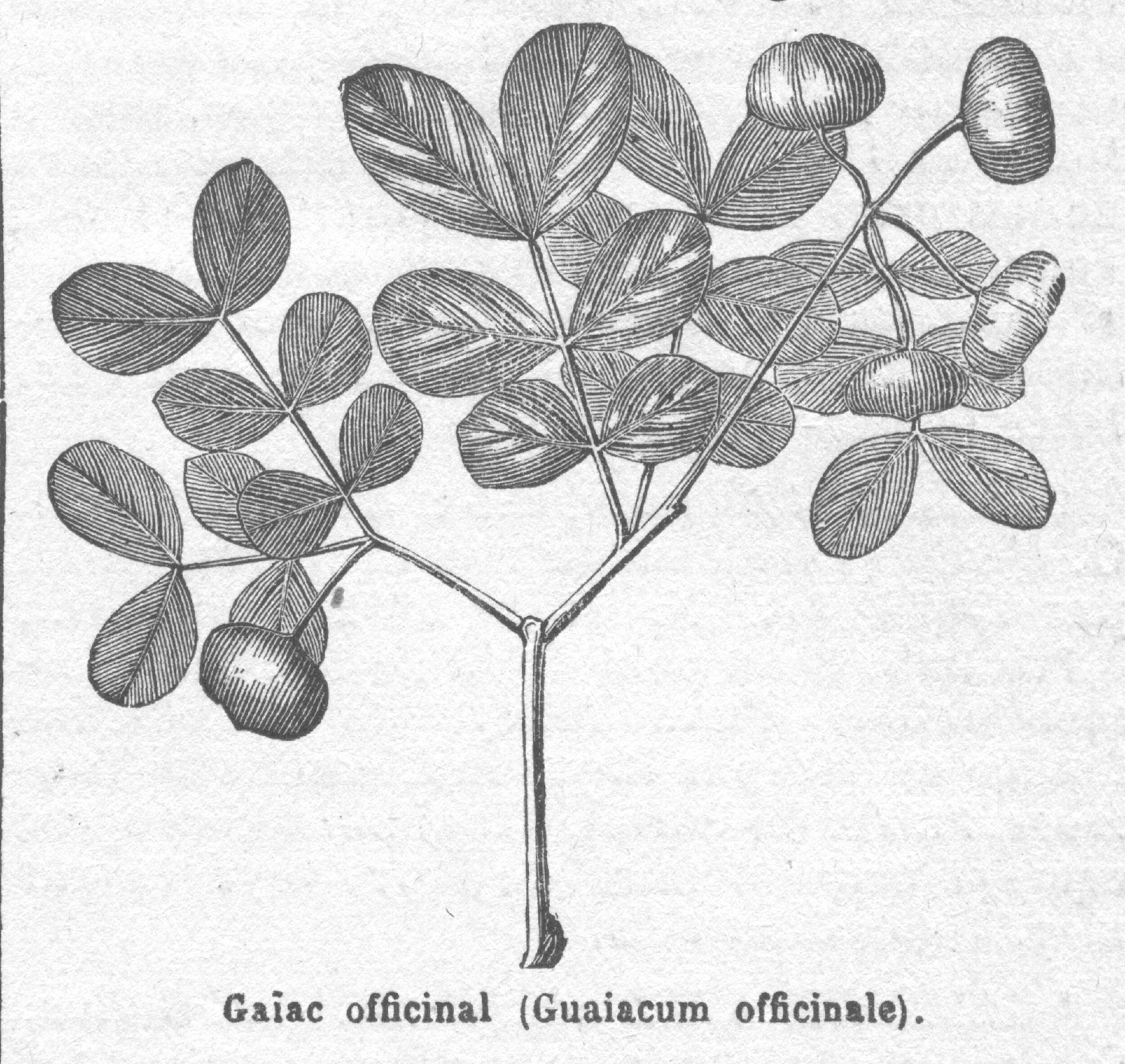 Lignum vitae (Guaiacum officinale) – Old Book Illustrations