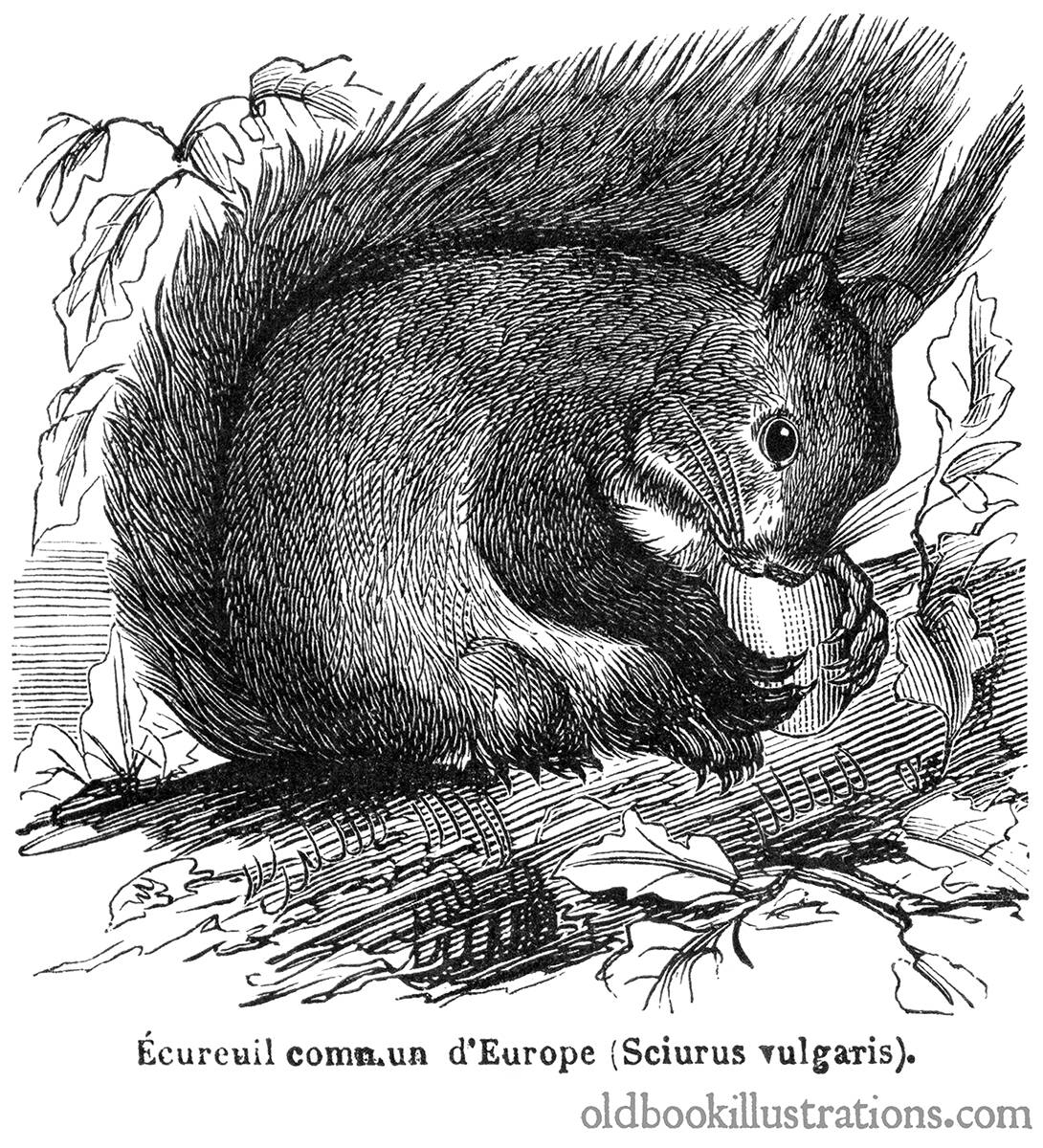 Red Squirrel Old Book Illustrations