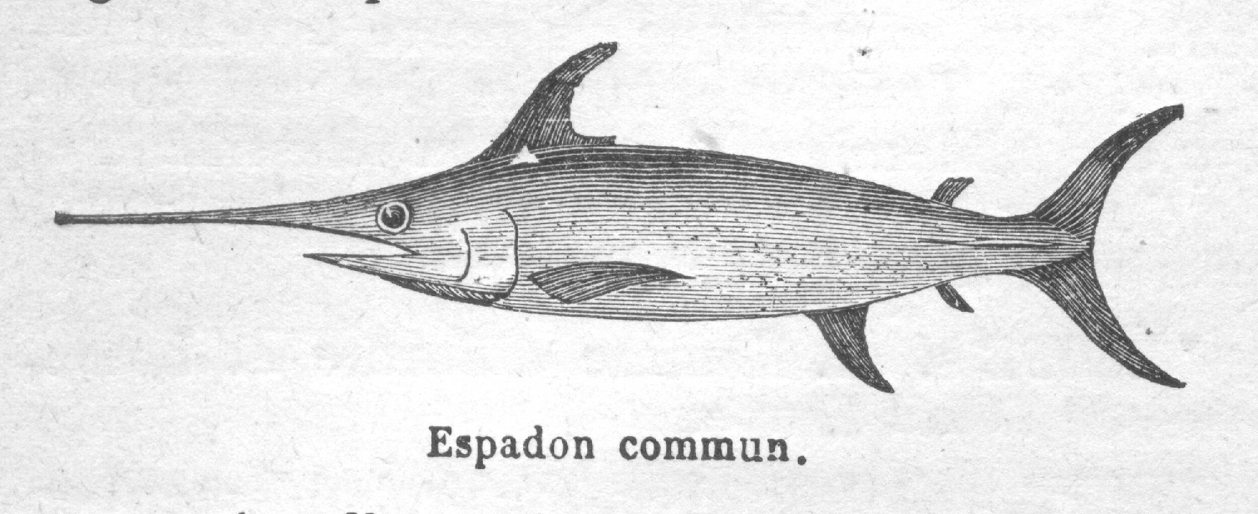 Swordfish Old Book Illustrations