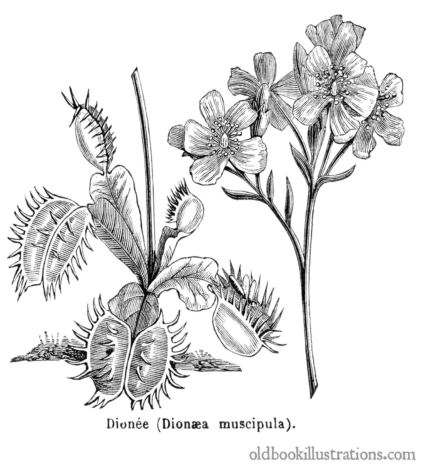 Venus Flytrap Old Book Illustrations