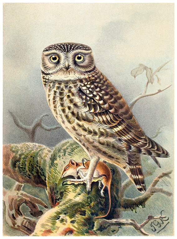 Little Owl Old Book Illustrations