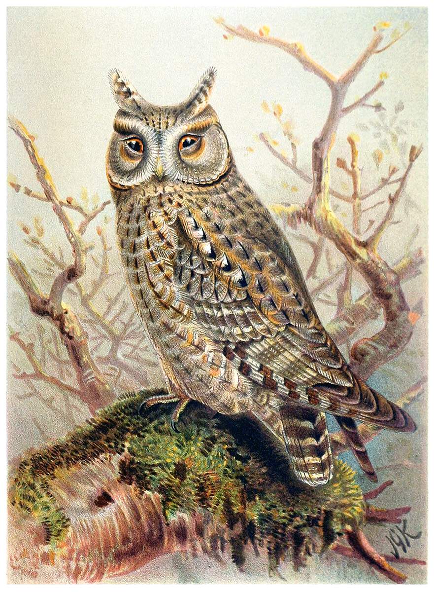 Eurasian Scops Owl – Old Book Illustrations