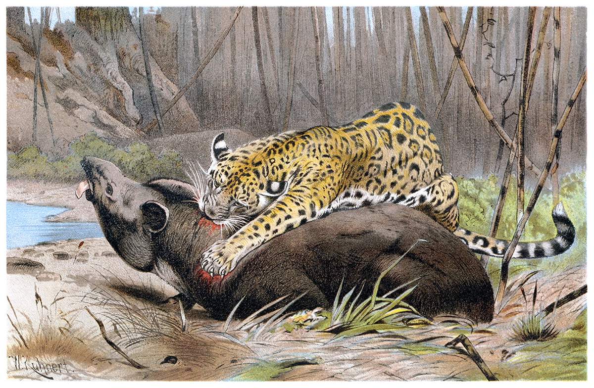 Jaguar Pounces On Tapir Old Book Illustrations