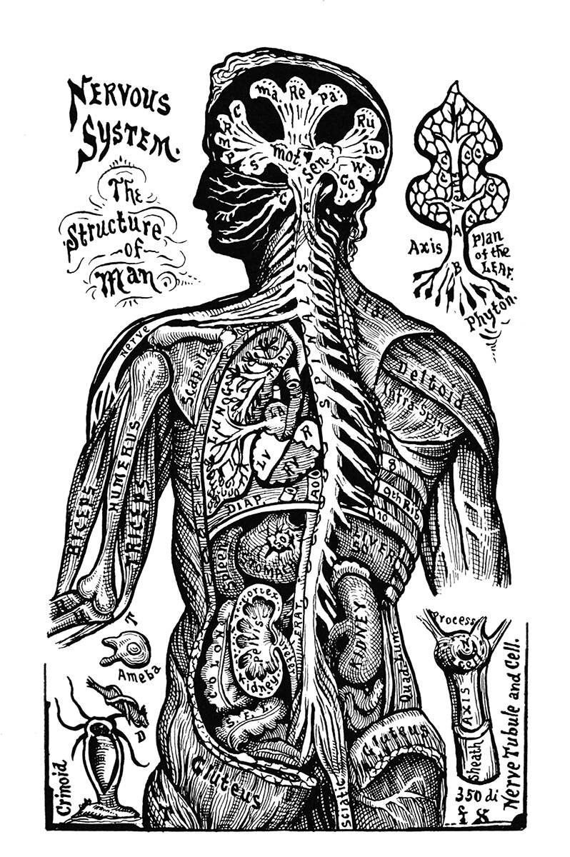 Nervous System – Old Book Illustrations