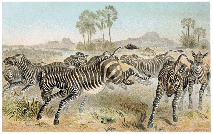 Zebras – Old Book Illustrations