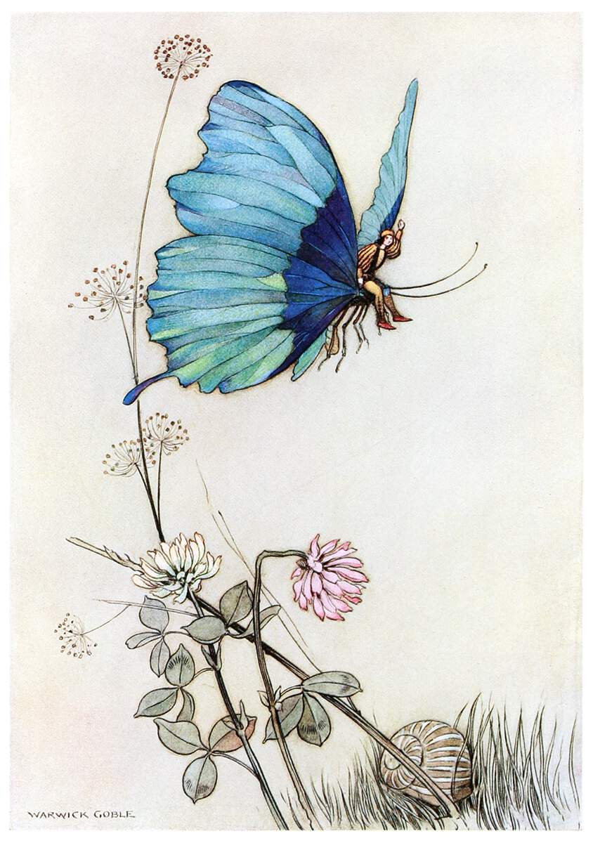 Butterfly Took Wing Old Book Illustrations