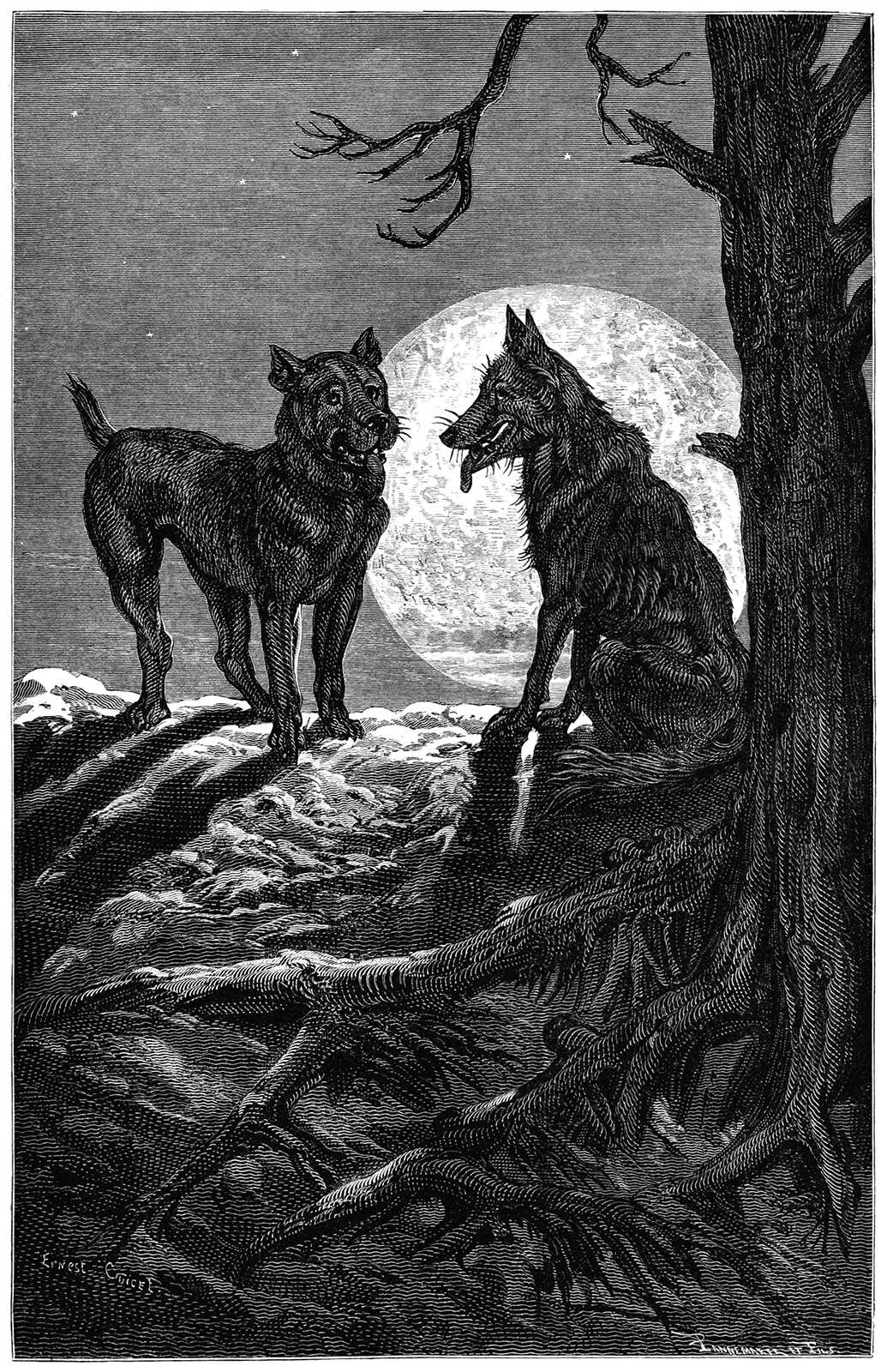 The Wolf and the Mastiff – Old Book Illustrations