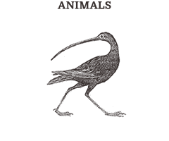 Illustrations in the category Animals