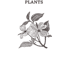 Illustrations in the category Plants