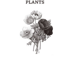 Illustrations in the category Plants