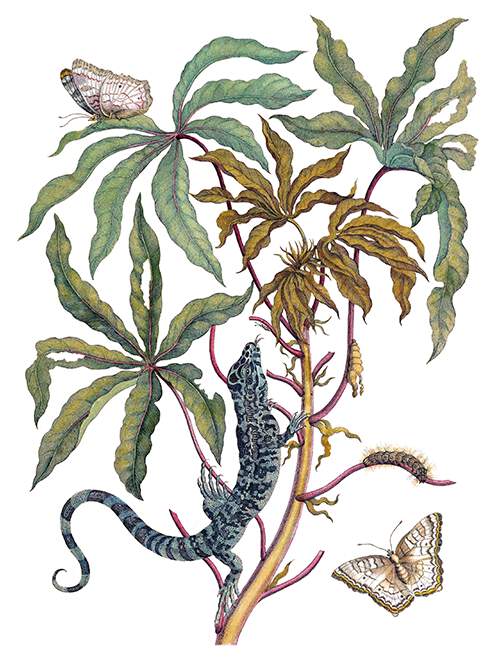 Cassava, butterfly, and lizard