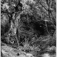 A place in the woods by the bank of a brook with an old oak tree