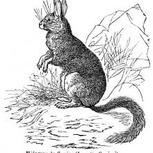 Helamys (viscacha)