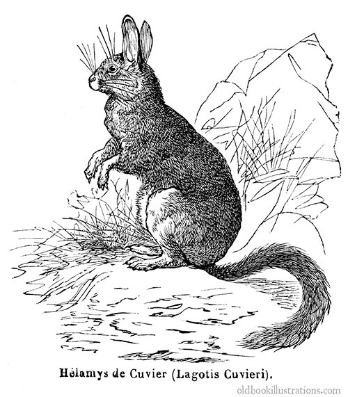 Helamys (viscacha)