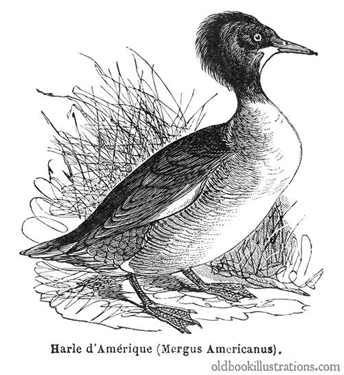 American Merganser