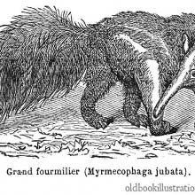 Giant Anteater