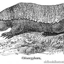 Armadillo