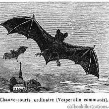 Bat