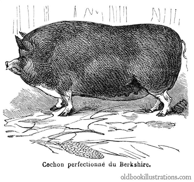 Berkshire Pig