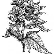Black Henbane