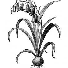 Common Bluebell