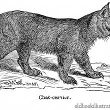 Bobcat