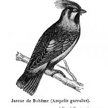 Bohemian Waxwing