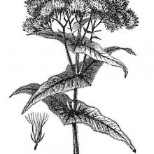 Common Boneset