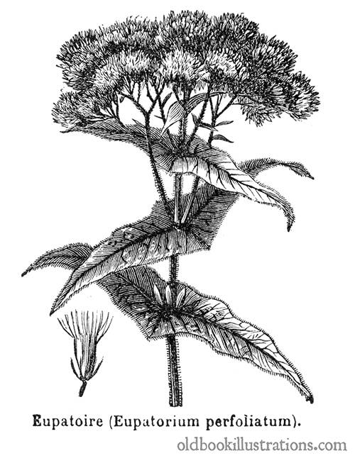 Common Boneset