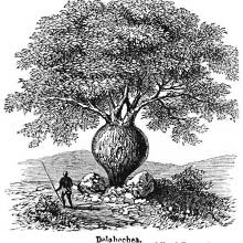 Queensland Bottle Tree