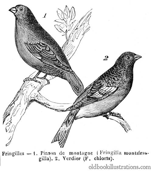 Brambling & European Greenfinch