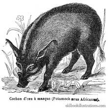 Bush Pig