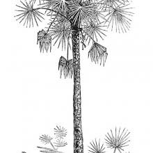 Cabbage Palm