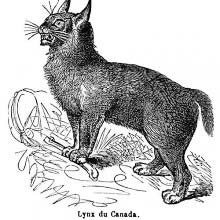 Canada Lynx