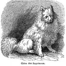 Canadian Eskimo Dog